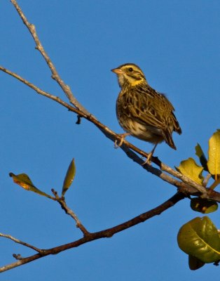 Err....a Yellowish Songbird