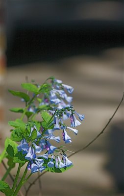 IMG_2609.jpg