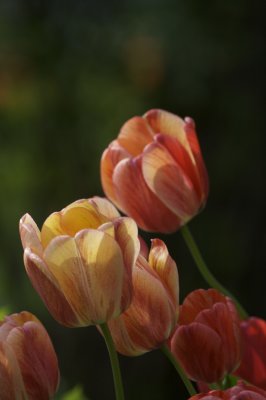 IMG_3136.jpg