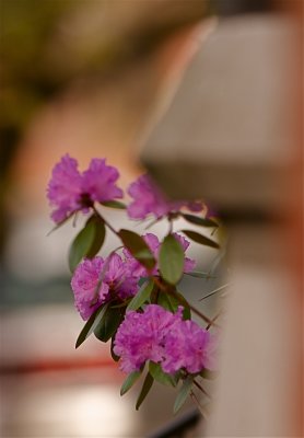 IMG_3347_2_2.jpg