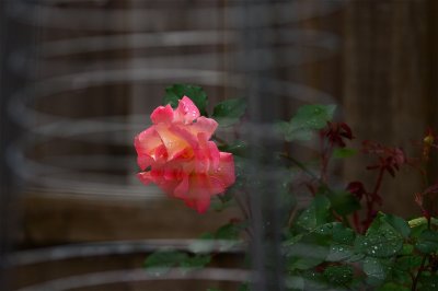 IMG_9455.jpg