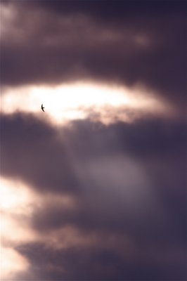 IMG_7935.jpg