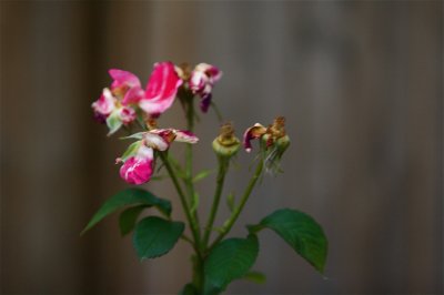 IMG_4324.jpg