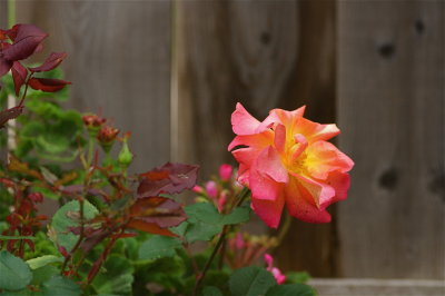 IMG_3330.jpg