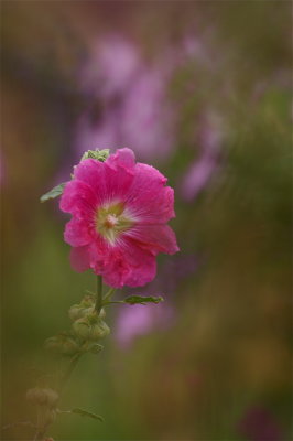 IMG_1370.jpg
