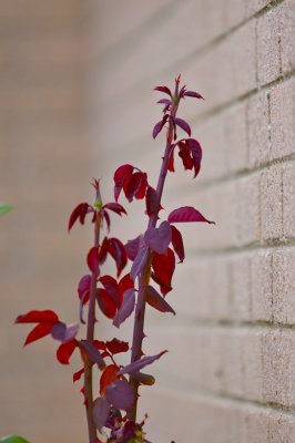 IMG_4683.jpg