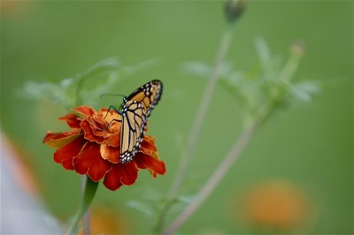 IMG_6853.jpg