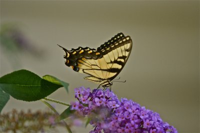 IMG_9166.jpg