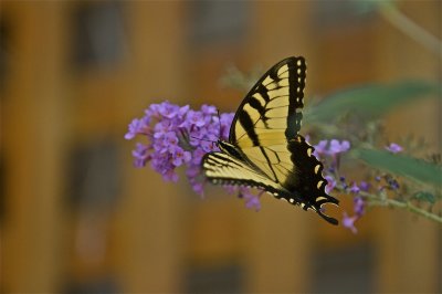 IMG_9224.jpg