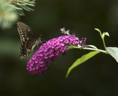 IMG_9961.jpg