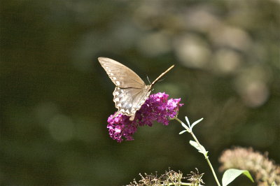 IMG_9938.jpg