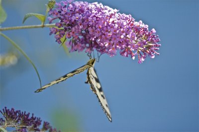 IMG_9124.jpg