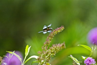 IMG_0051.jpg