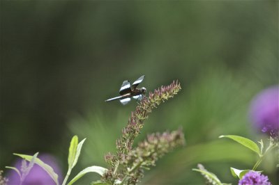 IMG_0050.jpg