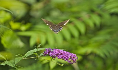 IMG_9884.jpg
