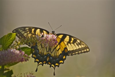 IMG_0737.jpg
