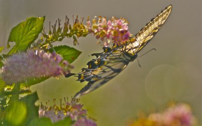 IMG_0742.jpg