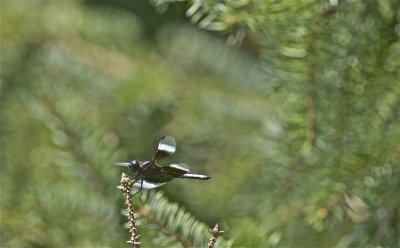 IMG_0858.jpg