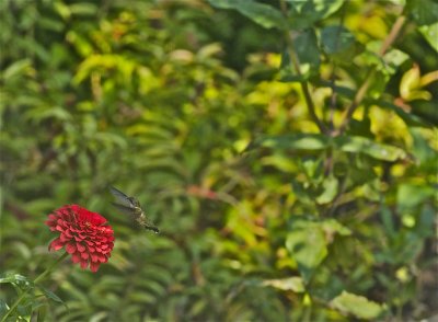 IMG_5974.jpg
