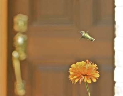 IMG_6388.jpg