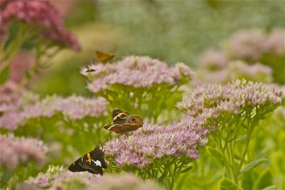 IMG_6851_3.jpg