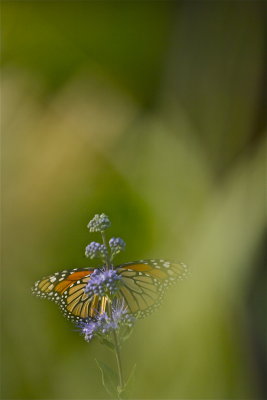 IMG_7689.jpg