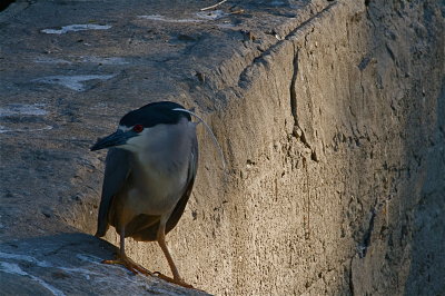 IMG_0162.jpg