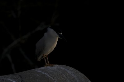 IMG_0100.jpg