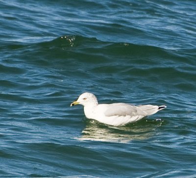 Seagull