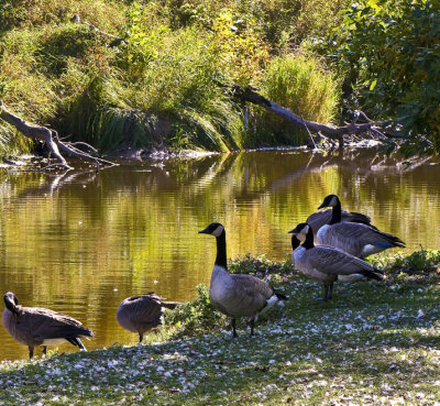 Geese by the Souris River