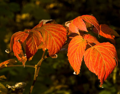 Red Leaves