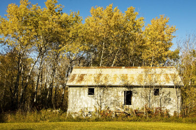 Old Shed and Aspens