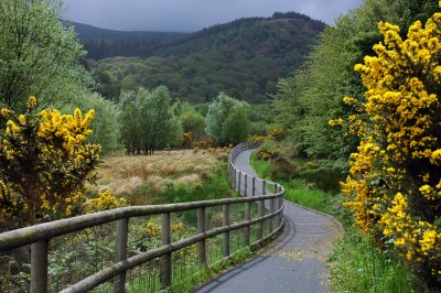 Spring in County Wicklow, Ireland