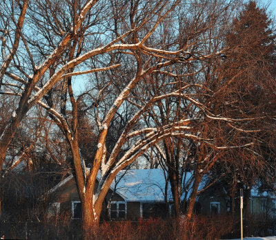 Bare tree with snow...