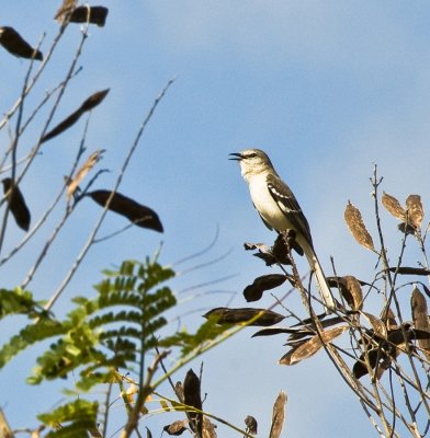 Bird in Tree - Cuba