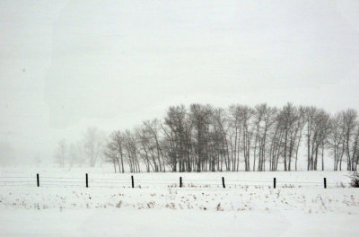 Fence and Trees