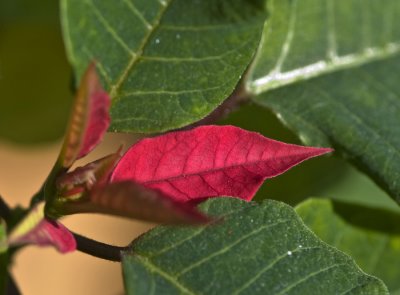 New Red Leaves