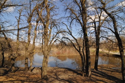 Trees and River