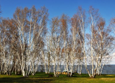 Birches