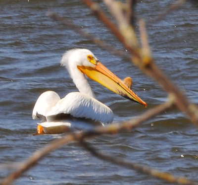 Pelican