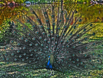 Peacock