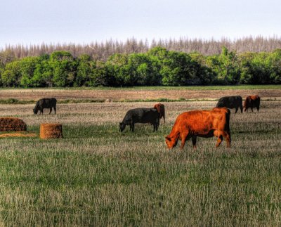 Cows in late sun... HDR