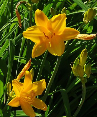 Lilies in the Sun