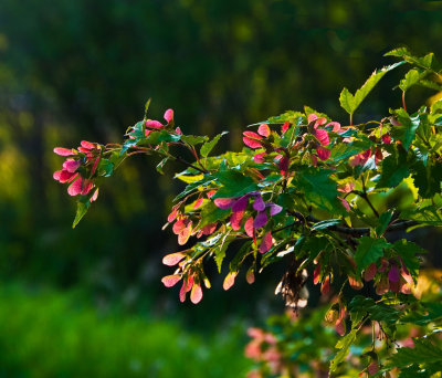 Maple seeds in late sun...