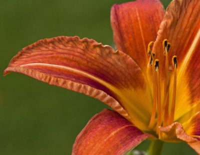 Orange Lily