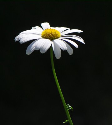 Lone Daisy