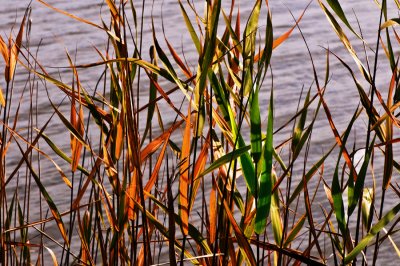 Reeds and Lake
