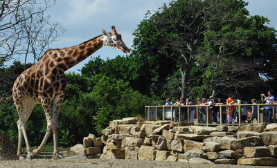 Giraffe and Audience