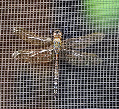 Dragonfly on Screen Door