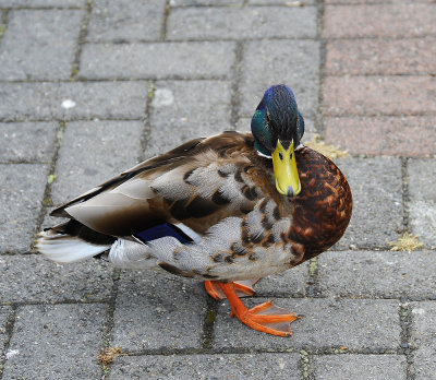 Duck in Killaloe